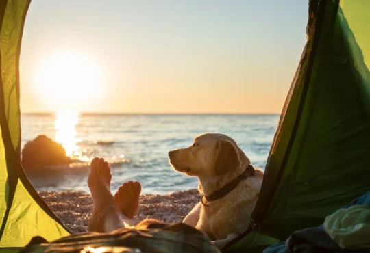 Camping With Dogs: 5 Fun Outdoor Activities To Try