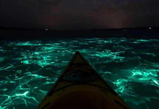Bioluminescence Kayaking: Plan Your Magical Night Adventure